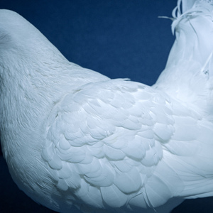 欧美精品❌❌❌❌❌动漫
